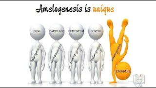 Amelogenesis [upl. by Onaicram817]