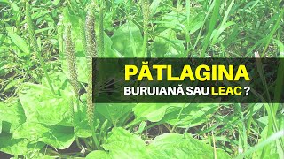 PATLAGINA  BURUIANA SAU LEAC MIRACULOS [upl. by Ash240]