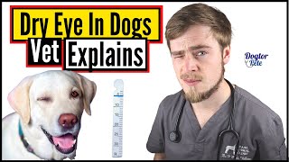 How To Save And Treat A Dog Suffering From Dry Eye You NEED To Do This  Vet Explains [upl. by Rodney197]