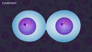 Mitosis and the Cell Cycle Animation [upl. by Eerat]