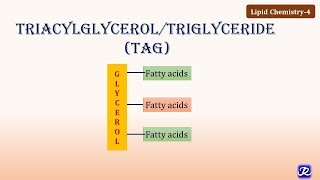 4 Triacylglycerol Triglycerides  Lipid Chemistry4  Biochemistry  NJOY Biochemistry [upl. by Casta91]