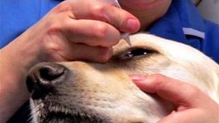 How To Apply Dog Eye Drops [upl. by Buatti]