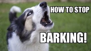 How to TEACH ANY DOG to STOP BARKING Humanely Effectively and Naturally [upl. by Greenberg]