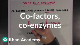 Cofactors coenzymes and vitamins  MCAT  Khan Academy [upl. by Etnovahs]