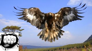 Top 10 Largest Eagles Around The World [upl. by Morrison]