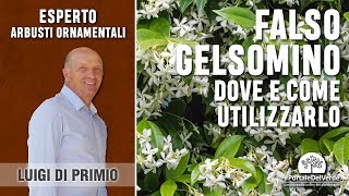 Falso gelsomino dove e come utilizzarlo in giardino [upl. by Dragon]