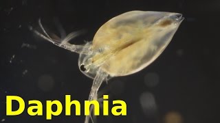 Daphnia [upl. by Leibrag]