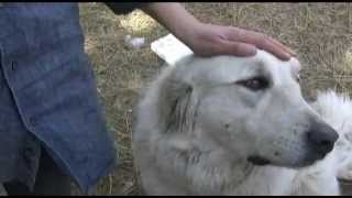 The Great Pyrenees Escape [upl. by Hardie]