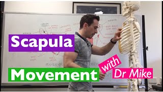 Scapula Movement  Functional Anatomy [upl. by Amolap464]