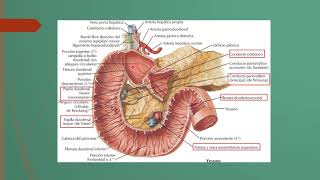 Intestino delgado anatomía básica [upl. by Etnad]