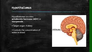 Life Sciences Human Endocrine System Grade 12 [upl. by Zetnwahs156]