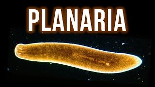 How to Get Rid of Planaria – 4 Proven Methods [upl. by Modeerf990]