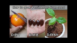 How to grow Persimmons from seed  Home amp Garden [upl. by Olleina]