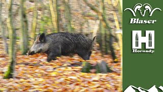 Driven wild boar a beginners guide [upl. by Belamy]