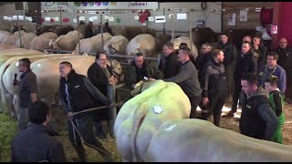 Foire Concours Bovins de Saint Pourçain sur Sioule [upl. by Meill]