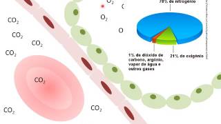 Sistema Respiratório  Hematose [upl. by Rainer]