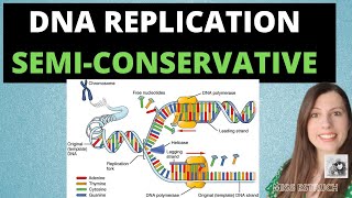 Enzymes Involved in DNA Replication [upl. by Olleina745]