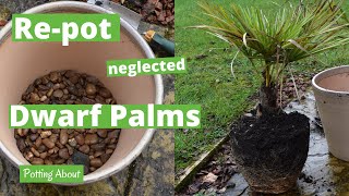 Repotting a Dwarf Fan Palm Chamaerops humilis [upl. by Enawtna]