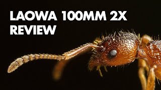 Laowa 100mm f28 2x Ultra Macro Lens Review [upl. by Fuld]