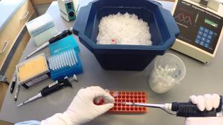 PCR Protocol  Part 1 [upl. by Annahaj]