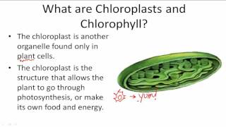 Functions of Chloroplasts and Chlorophyll [upl. by Omoj]