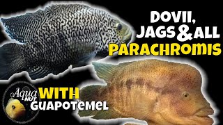 Dovii Wolf Cichlid JaguarJag Cichlid amp ALL Parachromis Care 🐟 Meanest Cichlids [upl. by Werdnaed]