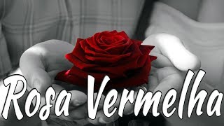 ROSA VERMELHA  Hino Avulso  Thiago Bressani  Letra [upl. by Alden458]