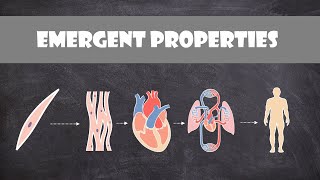 Emergent Properties  Cell Biology [upl. by Yrohcaz]