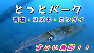 【海釣り公園】すごい魚影！！青物やスズキ、カンダイがたくさん！大阪とっとパーク小島の水中映像 No259 [upl. by Tyrus373]