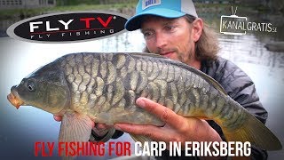 FLY TV  Fly Fishing Carp in Eriksberg [upl. by Mcclimans]