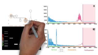 Repeat Expansion Diagnostic Techniques Part 2  Repeat Primed PCR [upl. by Samford]