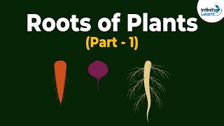 Roots of Plants  Morphology of Flowering Plants  Plant Morphology  Dont Memorise [upl. by Annaeerb]