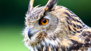 Eurasian Eagle Owl Facts aka the EUROPEAN EAGLE OWL 🦉 [upl. by Neeham]