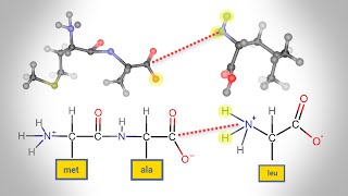 Peptide Bond Formation  Animation [upl. by Ofella348]