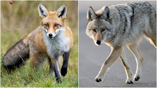 Is that fox or a coyote in your backyard Heres how to tell [upl. by Eseyt]