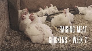 Raising Meat Chickens  WEEK 7 [upl. by Sanborn610]