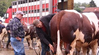 Concours National Rouge des prés [upl. by Espy]