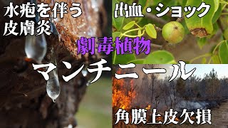 【劇毒植物】世界一危険な樹木『マンチニール』について解説【植物】【ゆっくり解説】 [upl. by Ennelram]