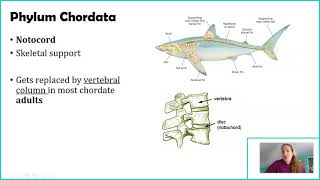 Phylum Chordata [upl. by Boak976]