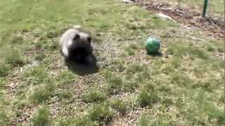 Dog Breeds  Keeshond Dogs 101 Animal Planet [upl. by Cilegna]