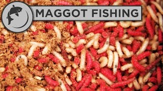 How to catch carp with maggots [upl. by Kinsler]