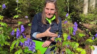 Monkshood is a late blooming nonnative perennial that serves pollinators [upl. by Ahsuas]