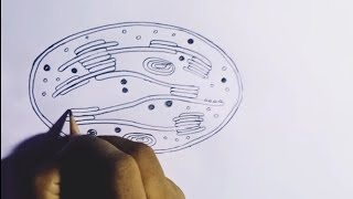 How to draw Chloroplast [upl. by Bikales166]