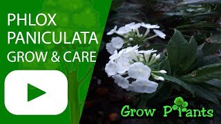 Phlox paniculata  grow amp care Garden phlox [upl. by Carrel176]