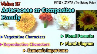 Asteraceae Family  Compositae Family Floral Formula amp Floral Diagram  Ray Florets amp Disc Florets [upl. by Esiocnarf976]