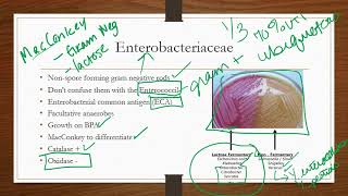 Enterobacteriaceae [upl. by Aremahs]