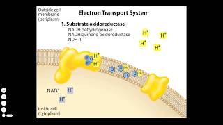 Bacterial Electron Transport Chain [upl. by Ecirahs]