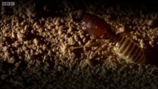 Defending the ant nest from intruders  Ant Attack  BBC [upl. by Ribak]