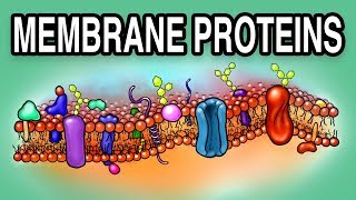 MEMBRANE PROTEINS  Types and Functions [upl. by Fidole]