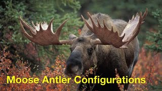 Alaska Moose Antler Configurations [upl. by Meelas]